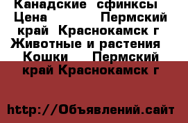 Канадские  сфинксы › Цена ­ 2 500 - Пермский край, Краснокамск г. Животные и растения » Кошки   . Пермский край,Краснокамск г.